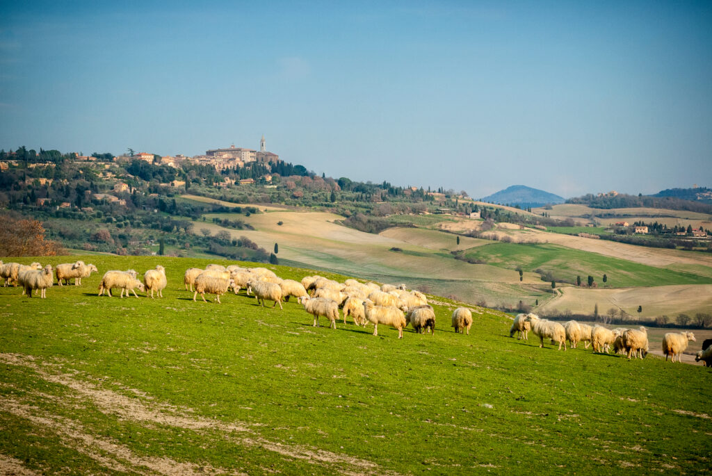 Pienza sheep