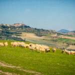 Pienza sheep