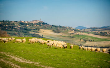 Pienza sheep