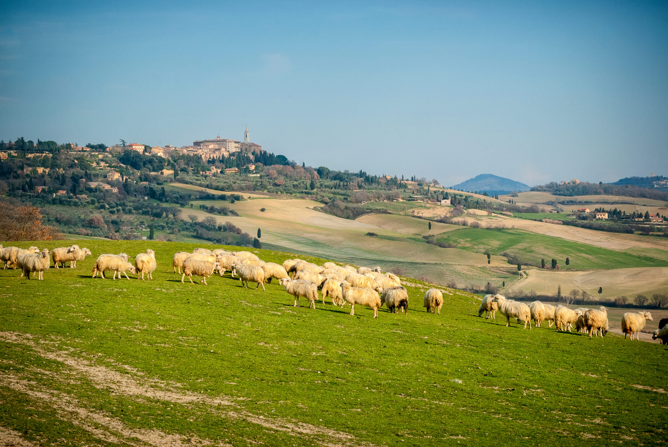 Pienza,Seen,From,The,Hills,With,A,Flock,Of,Sheep